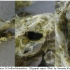 melit arduinna larva4 volg1